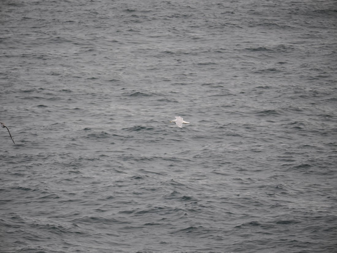 PLA13A26, Day 2, P9082852.JPG © Unknown Photographer - Oceanwide Expeditions.JPG