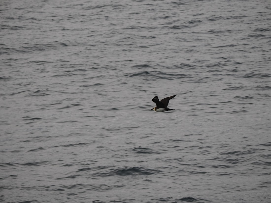 PLA13A26, Day 2, P9082866.JPG © Unknown Photographer - Oceanwide Expeditions.JPG