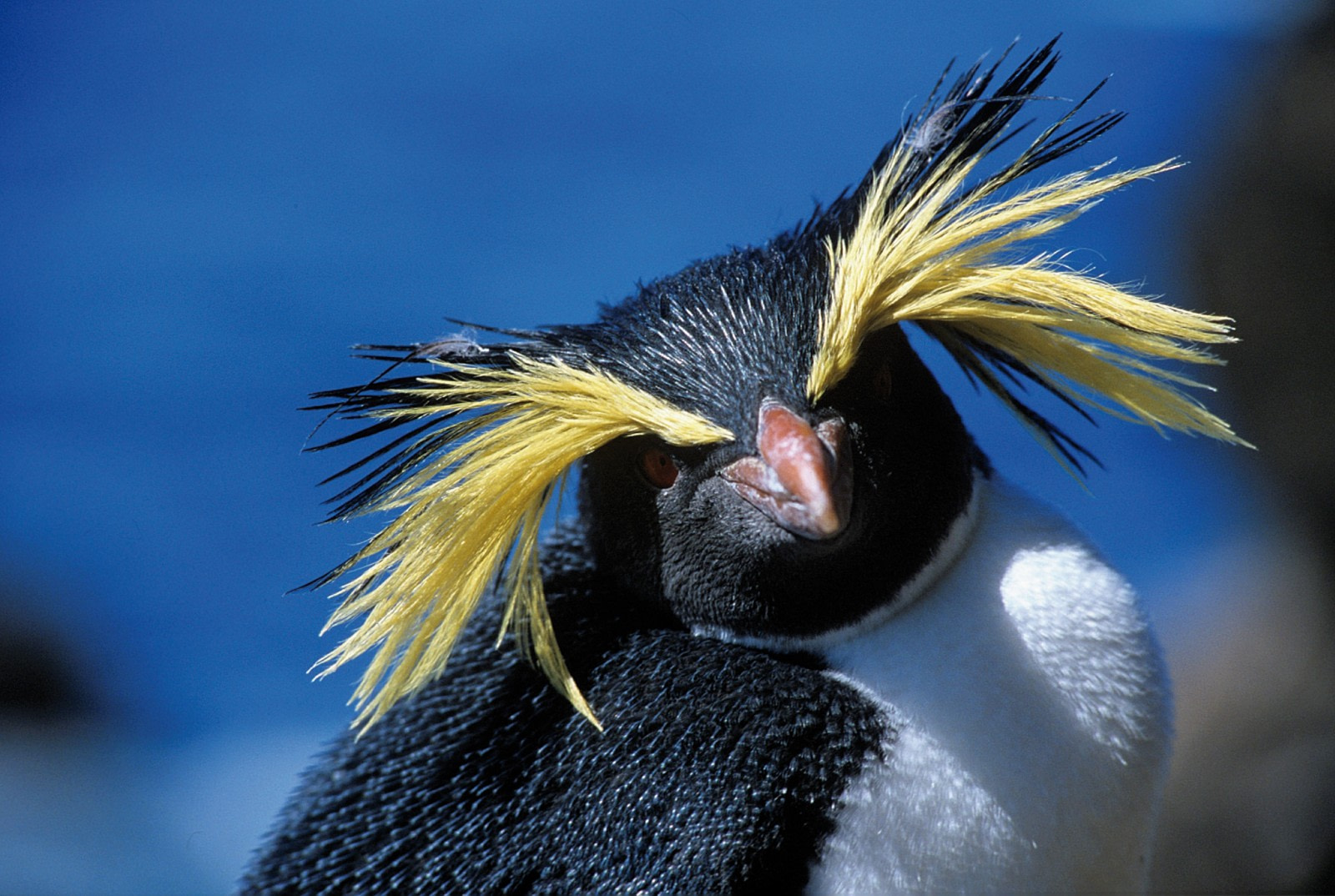 Rockhopper Penguin | Facts, pictures & more about Rockhopper