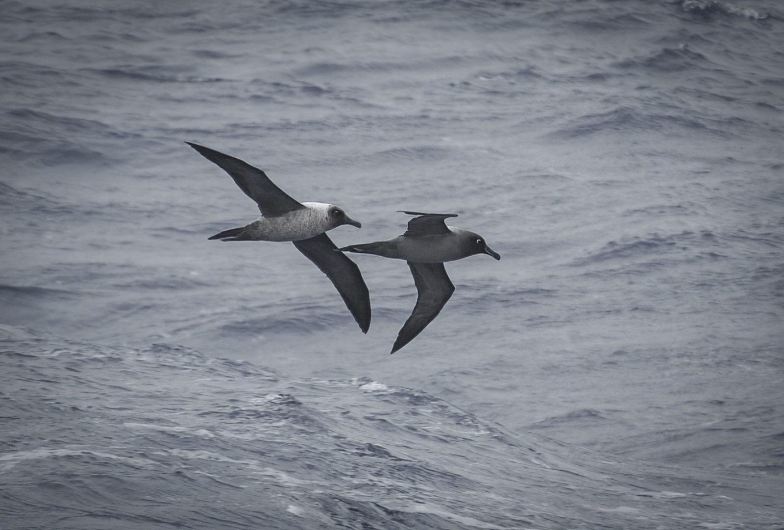Light-mantled Albatross | Facts, pictures & more about Light