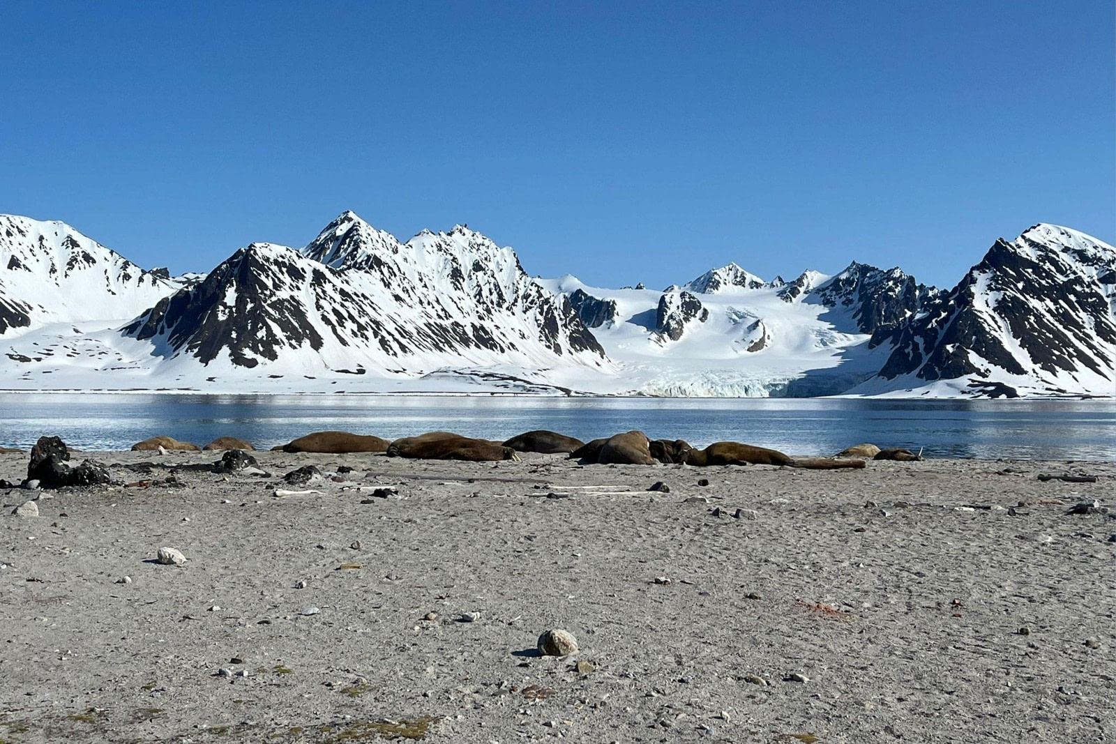 Seven Nights in Svalbard: On Expedition at the Top of the World 