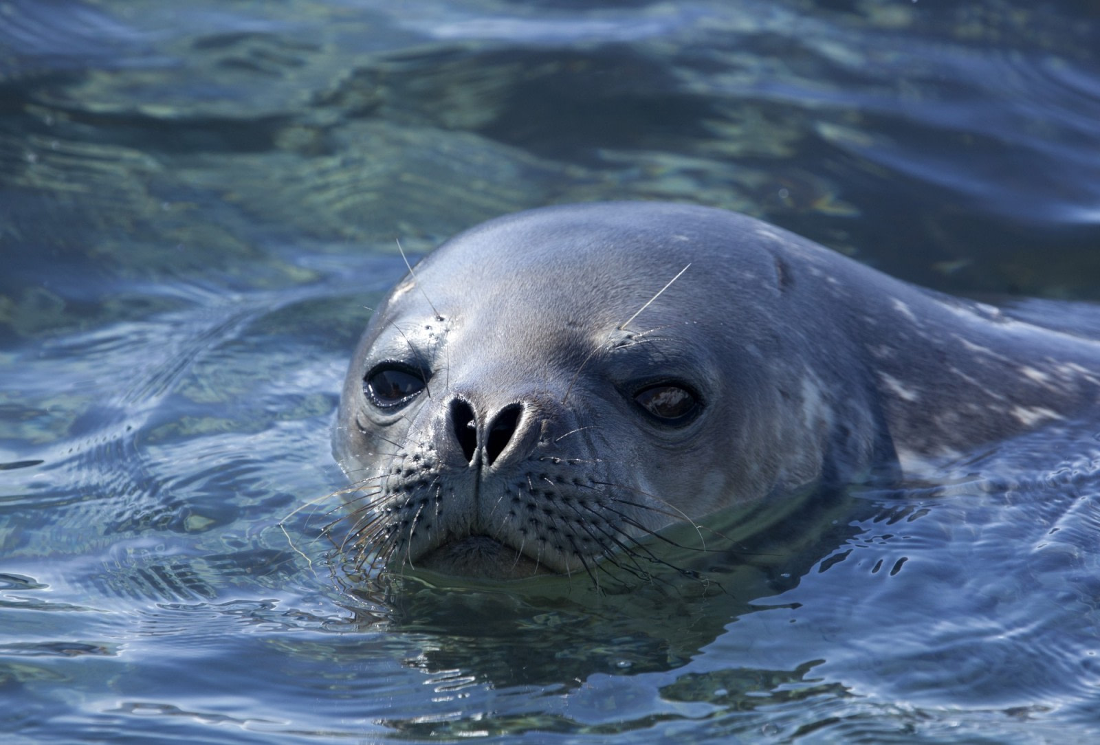 Ballenas y focas del mar de Weddell