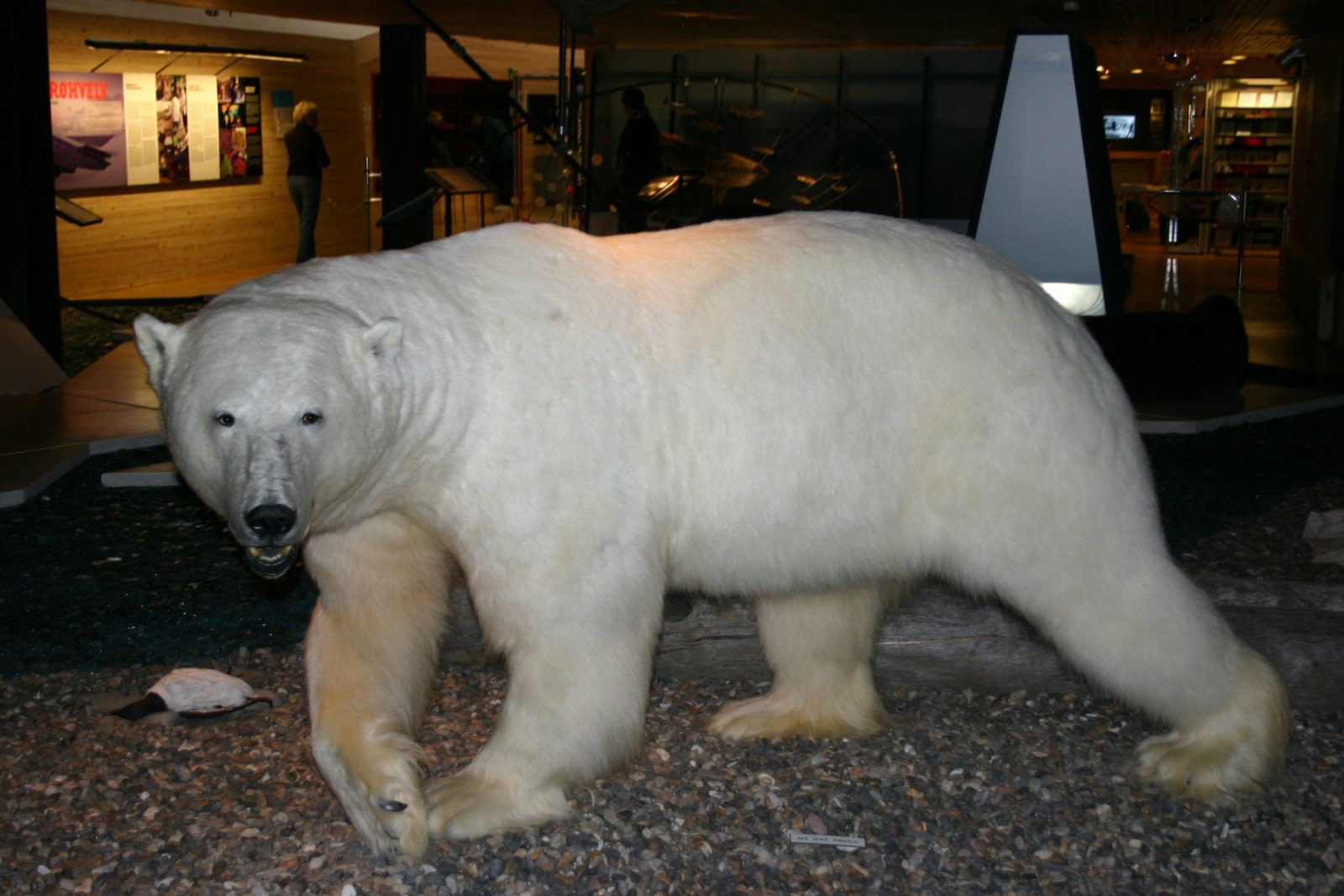Spitsbergen Museum