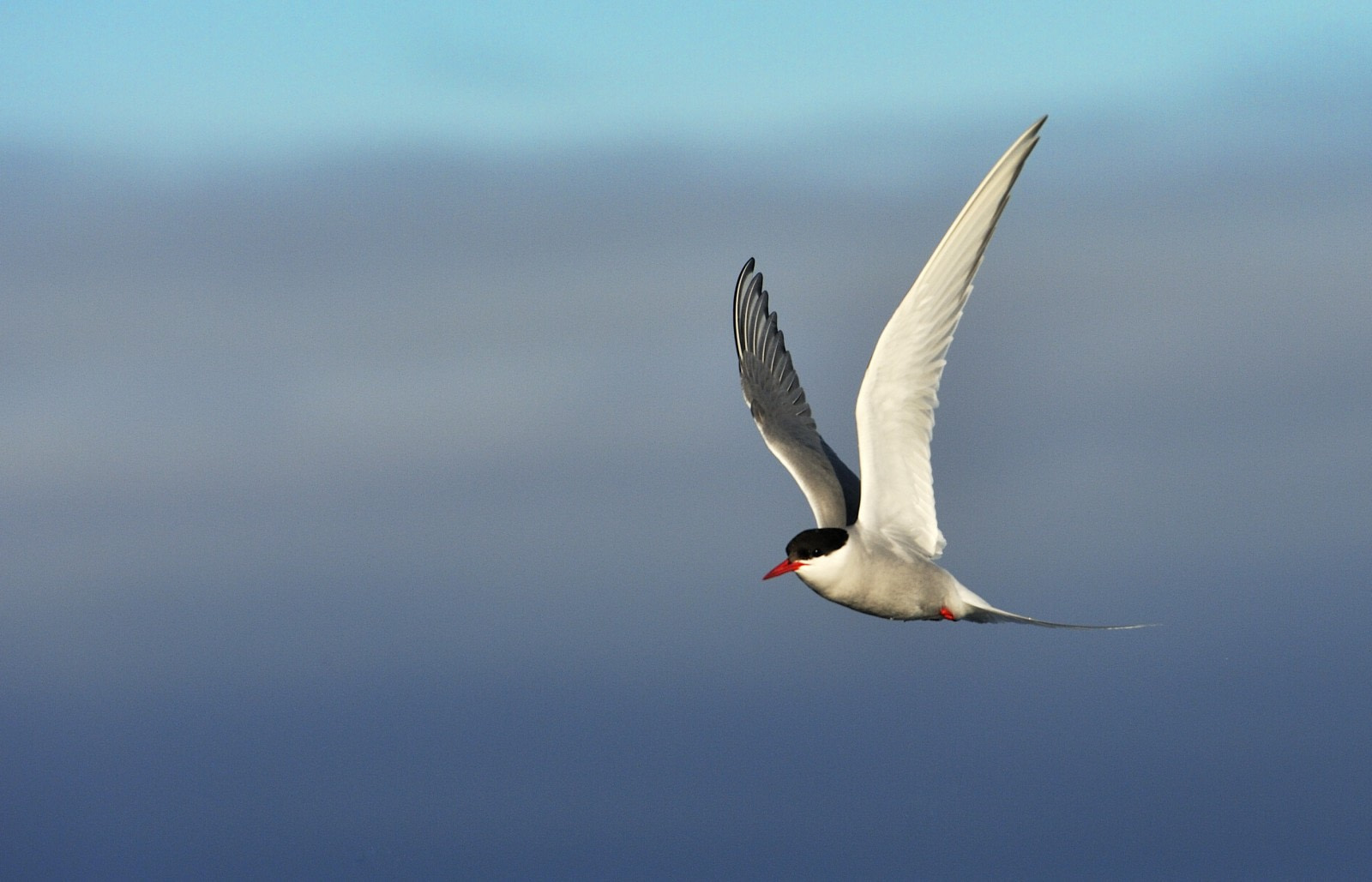 Sterne arctique