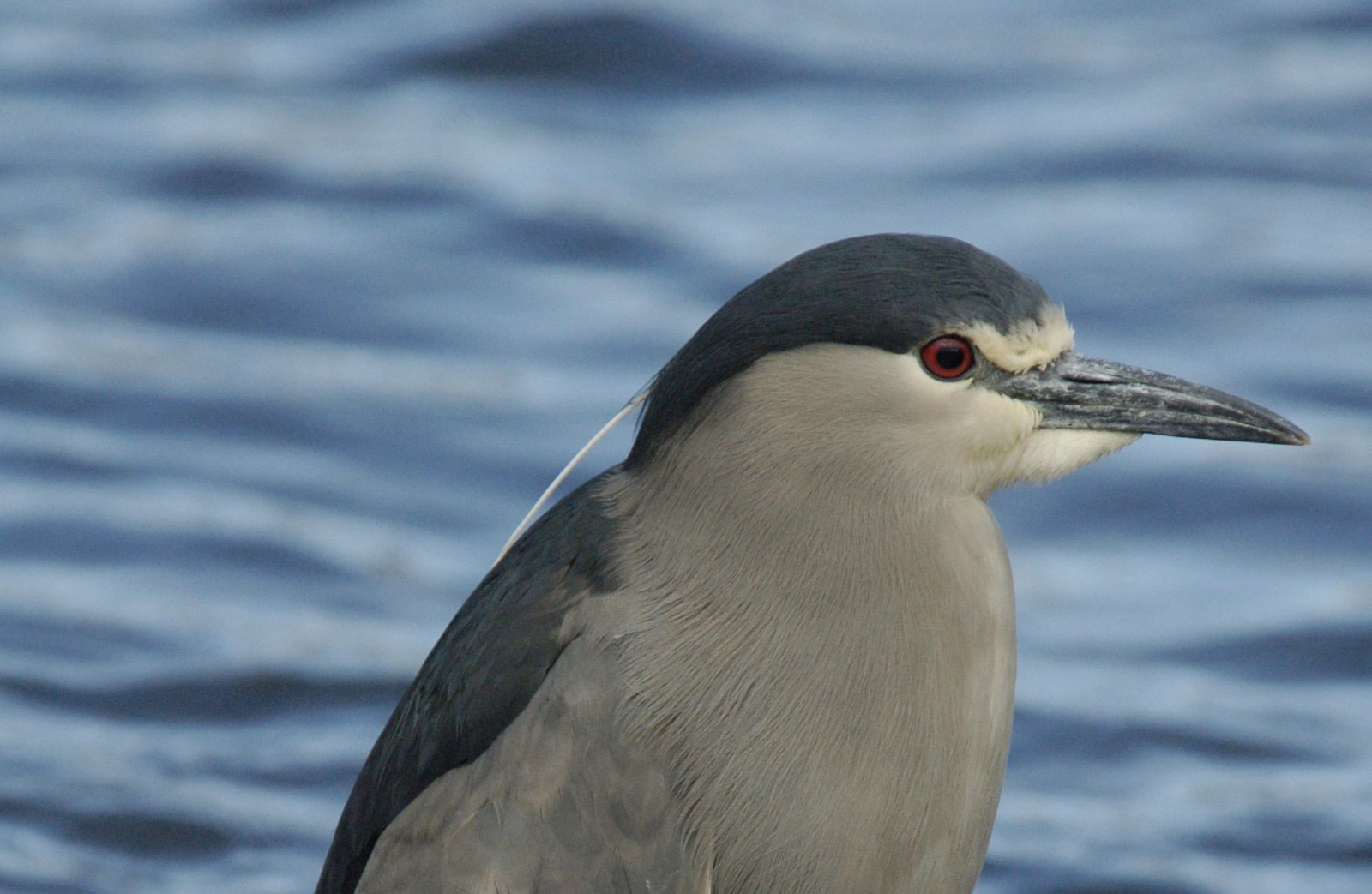 Bihoreaux gris