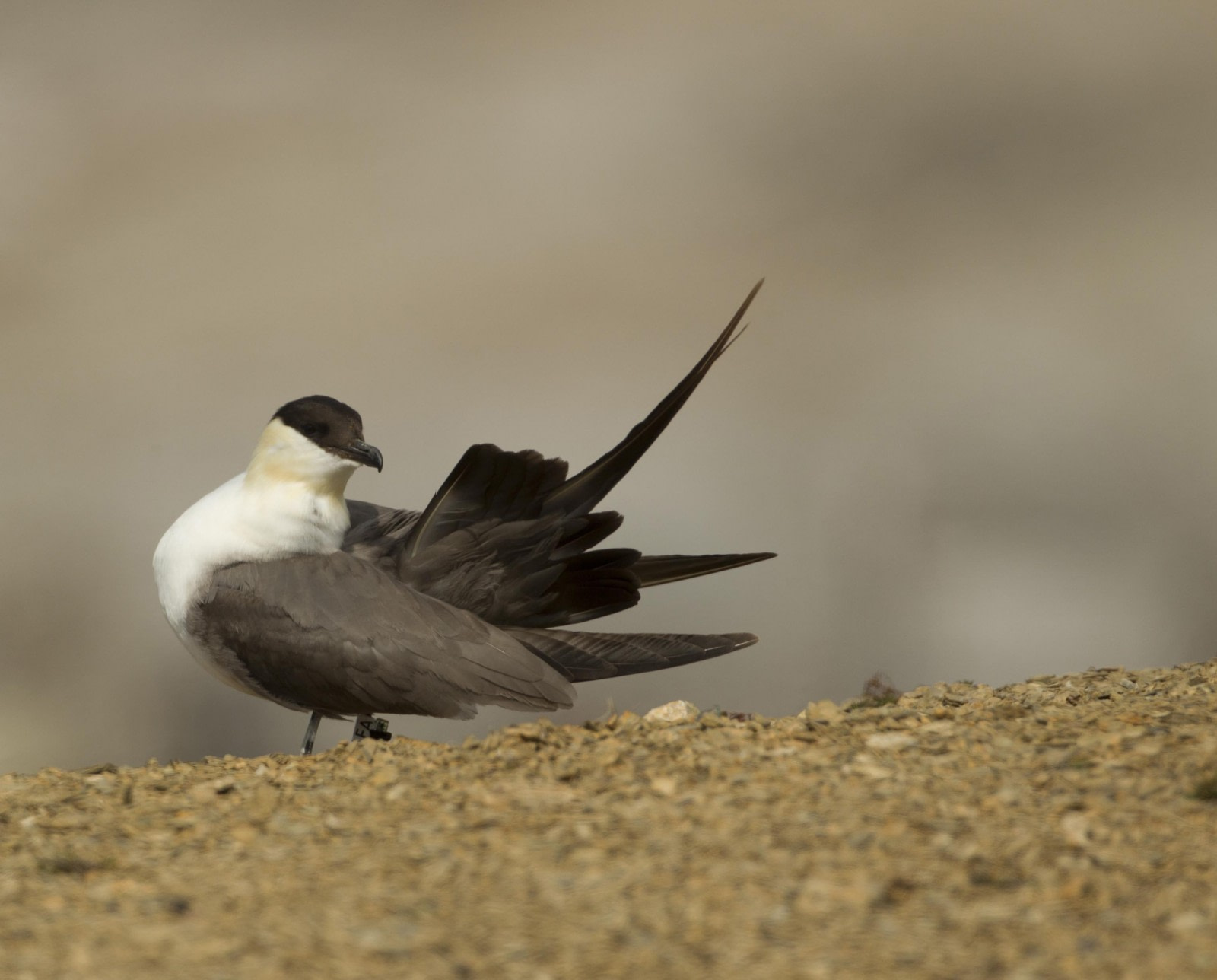 Long-tailed Jaeger
