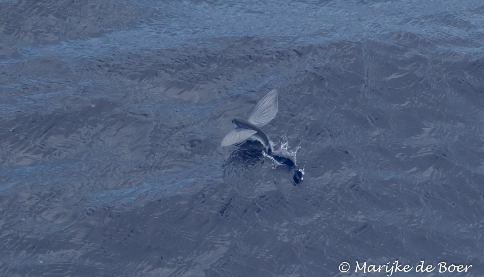 Flying Fish