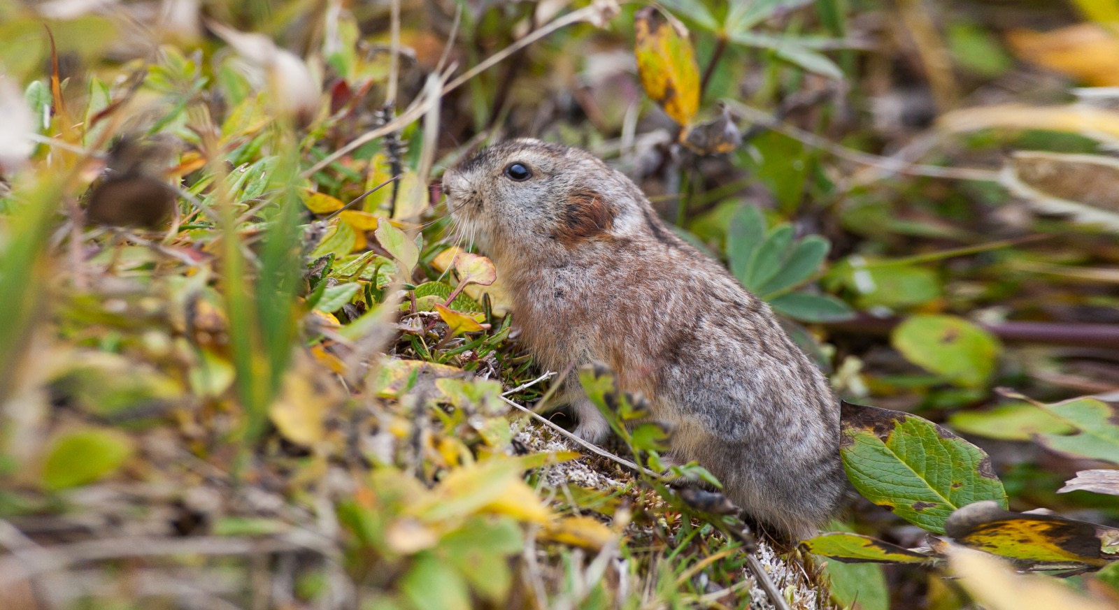 Nearctic Collared Lemming