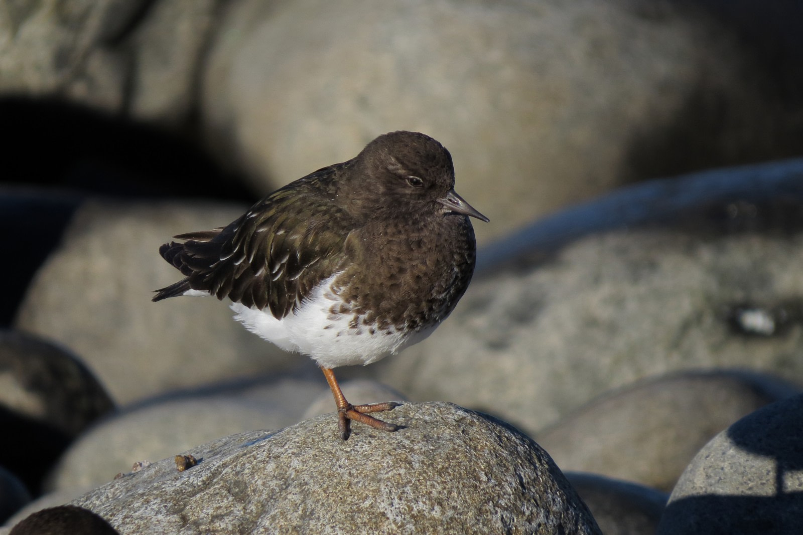 Ruddy Turnstone