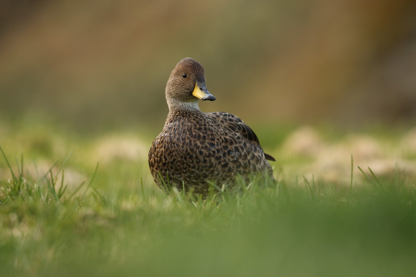 Canard à queue pointue (georgica)