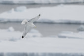 Vlissingen - Longyearbyen (64) © Frank Maes - Oceanwide Expeditions.JPG