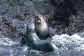 Nightingale Island, MG_5282 © Augusto Gomes - Oceanwide Expeditions.jpg