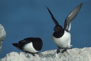 The Birds of Jan Mayen The Birds of Jan Mayen