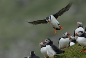 Birds of Fair Isle Birds of Fair Isle