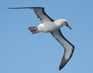 Albatrosses of Nightingale Island Albatrosses of Nightingale Island