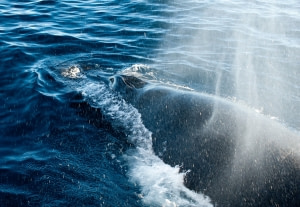 Whale safari Whale safari