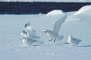 Ivory Gull Ivory Gull