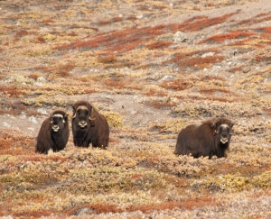 Musk Ox Musk Ox