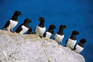 Little Auk Little Auk