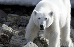 Polar Bear Polar Bear