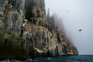 The Bird Cliffs of Alkefjellet The Bird Cliffs of Alkefjellet