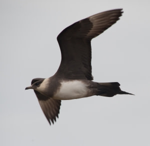 Parasitic Jaeger Parasitic Jaeger