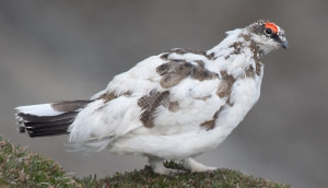 Rock Ptarmigan Rock Ptarmigan