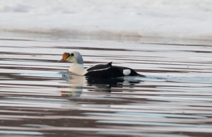 King Eider King Eider