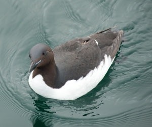 Thick-billed Murre Thick-billed Murre