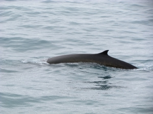 Fin Whale Fin Whale