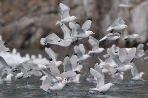 Kittiwake Kittiwake