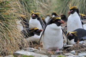 Macaroni Penguin Macaroni Penguin