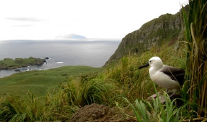 Nightingale Island Nightingale Island
