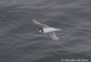 Blue Petrel Blue Petrel