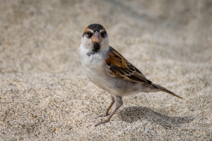 Endemic bird species of Cape Verde Endemic bird species of Cape Verde