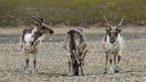 Svalbard reindeer Svalbard reindeer