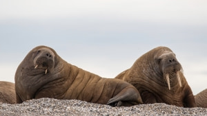 Walrus Walrus