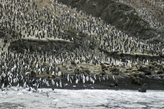 Chinstrap penguin colony, on Saunders Island