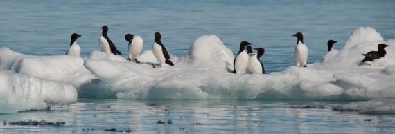 Brunnich's Guillemot on an icefloe