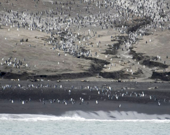 Chinstrap Penguin colony on Saunders Island