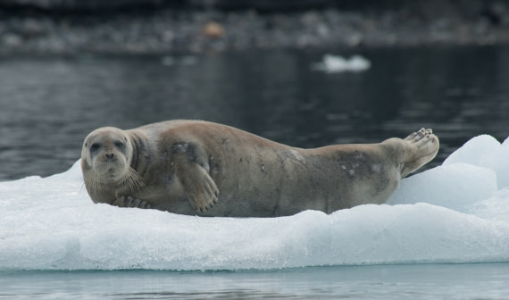 Bearded seal