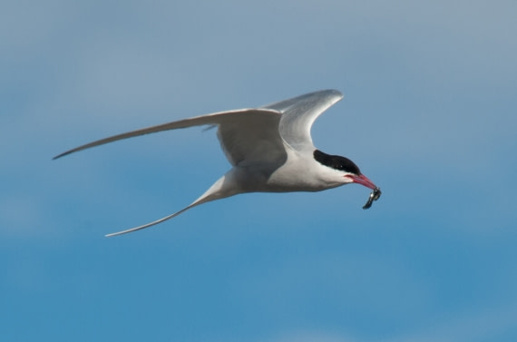 Arctic tern