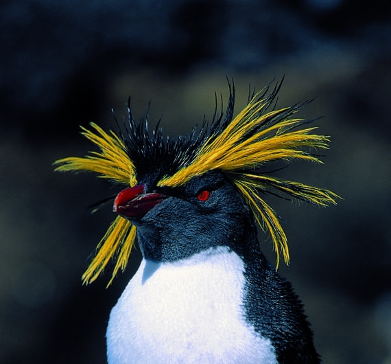 Close up Rockhopper Rinie van Meurs.jpg