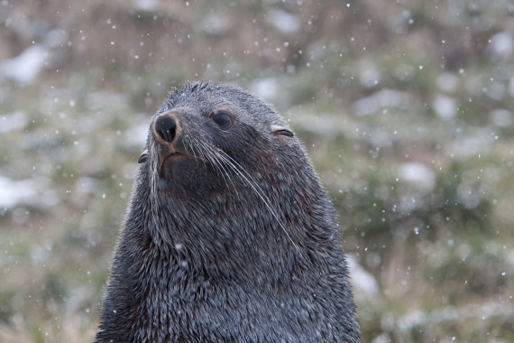 Fur Seal, South Georgia