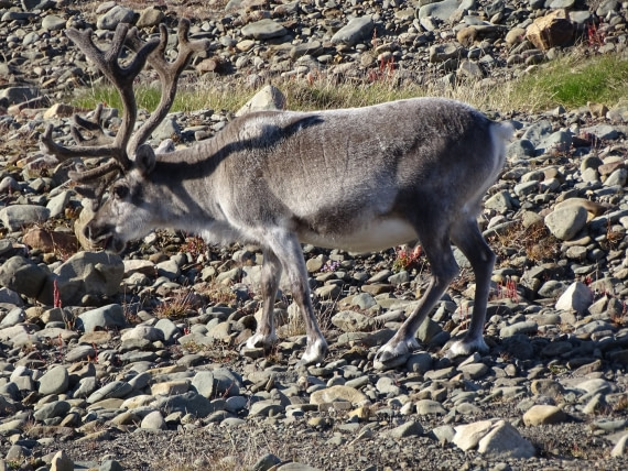 Svalbard reindeer in Longyearbyen