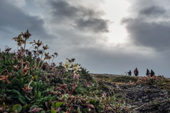 Svalbard flora