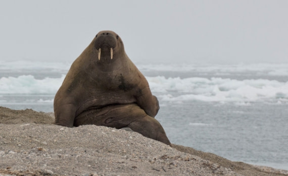 Svalbard