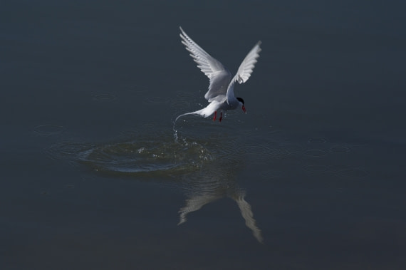 Arctic tern, Ny Alesund