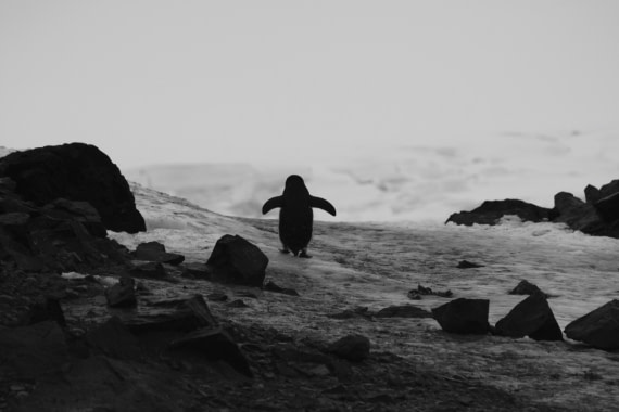 Penguin walking home from work