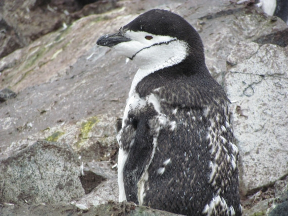 Chinstrap penguin © Ali Liddle-Oceanwide Expeditions (3).JPG